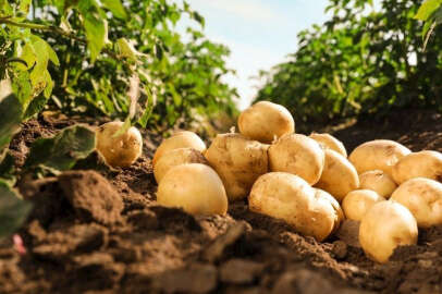 Niğde’de patates üreticisine 'mildiyö' uyarısı!..