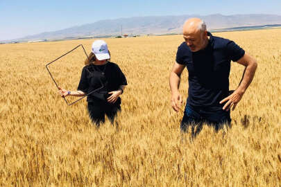 Sertifikalı buğday tohumu için tarla kontrolleri başladı!..