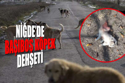 Başıboş köpek dehşeti! kediyi parçaladı