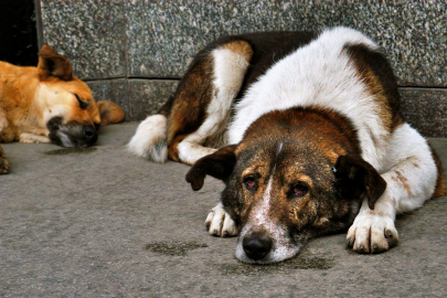 Sahipsiz saldırgan köpekler uyutulacak